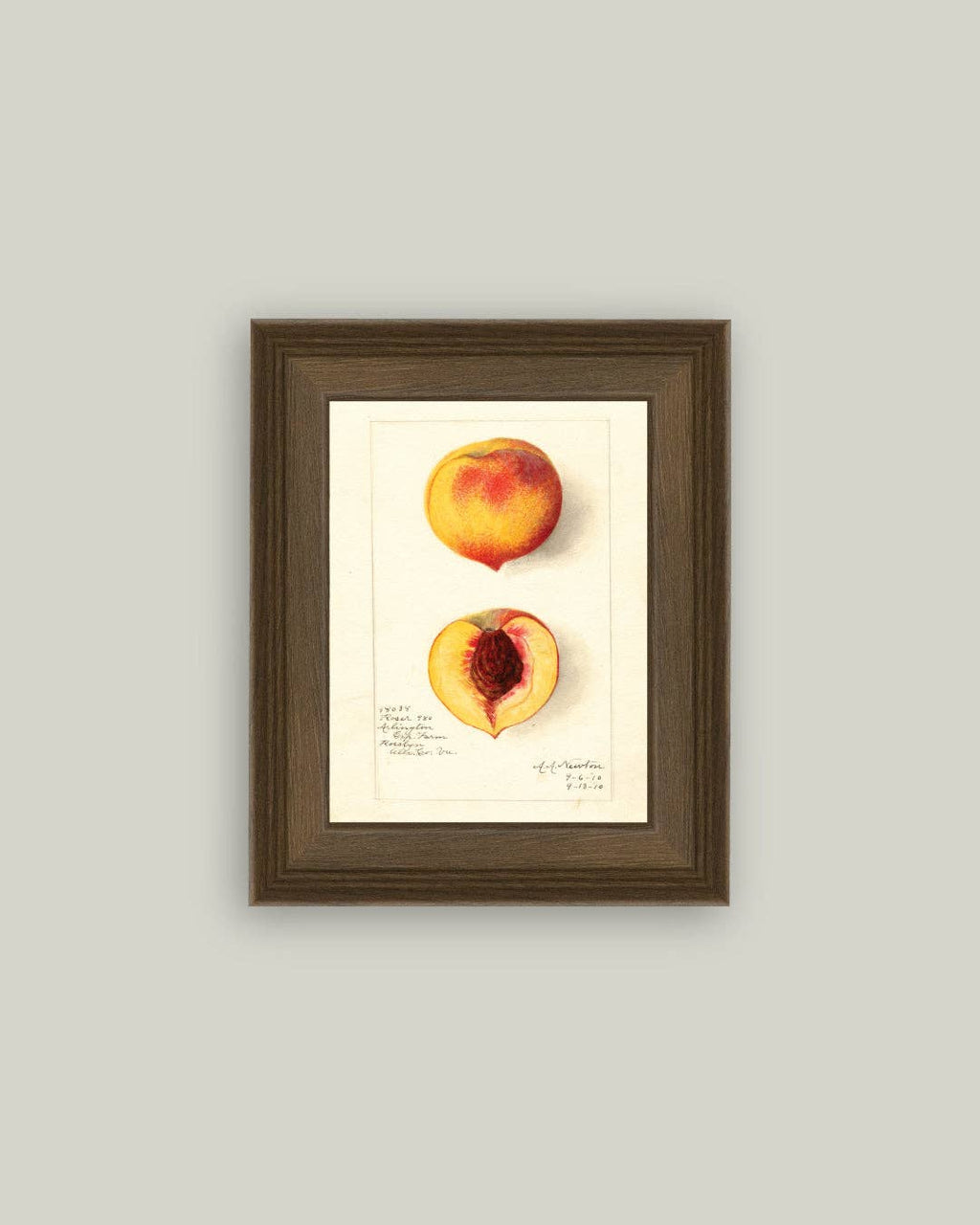 Peach Study Framed Antique Art