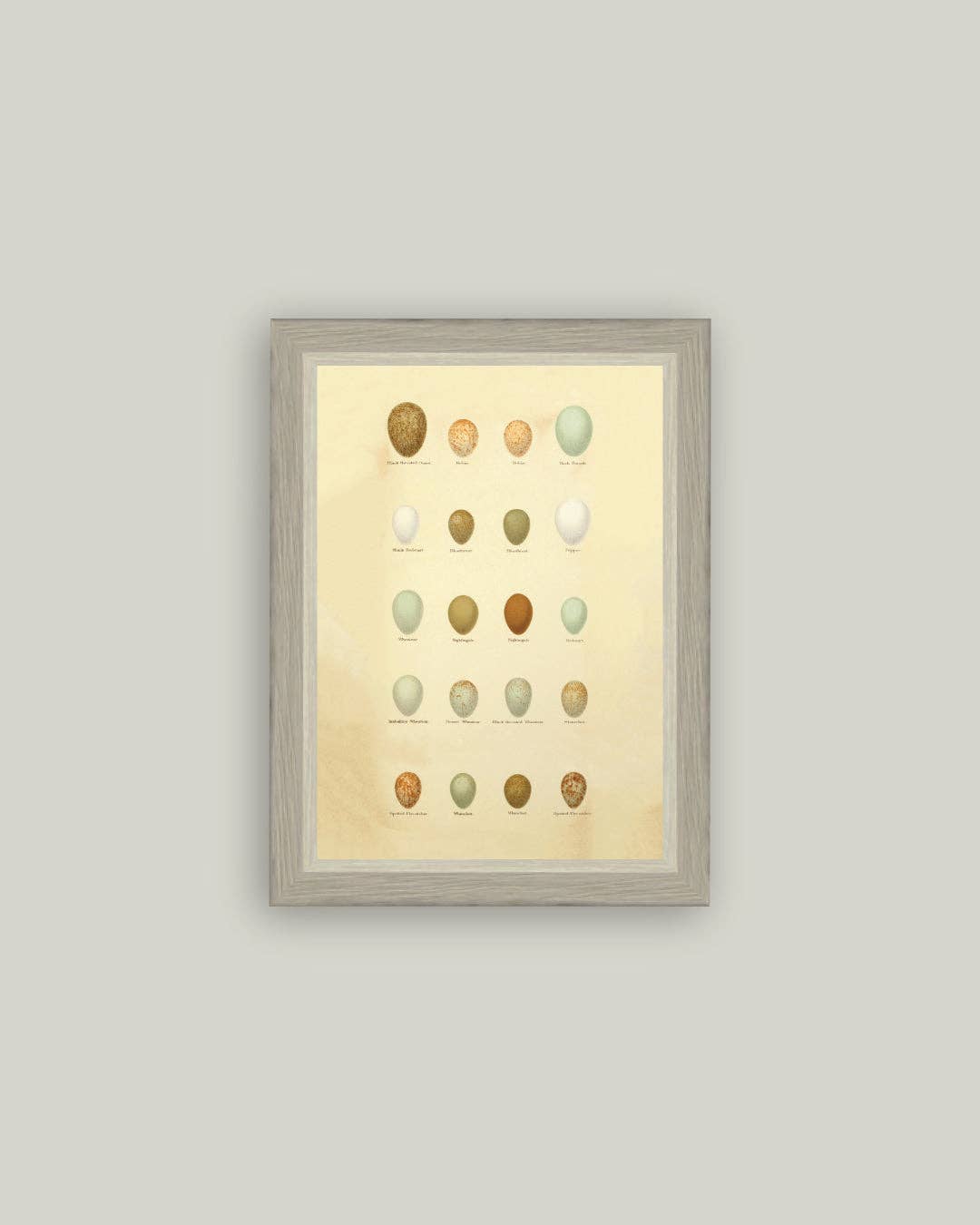 Color of Eggs Framed Antique Art