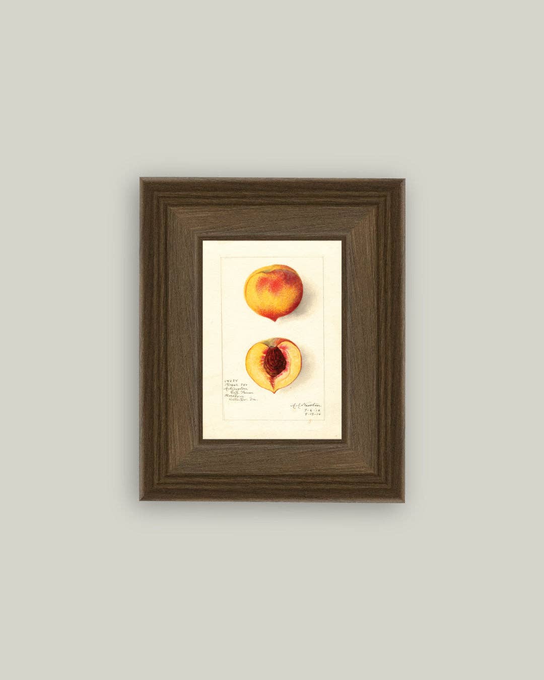 Peach Study Framed Antique Art