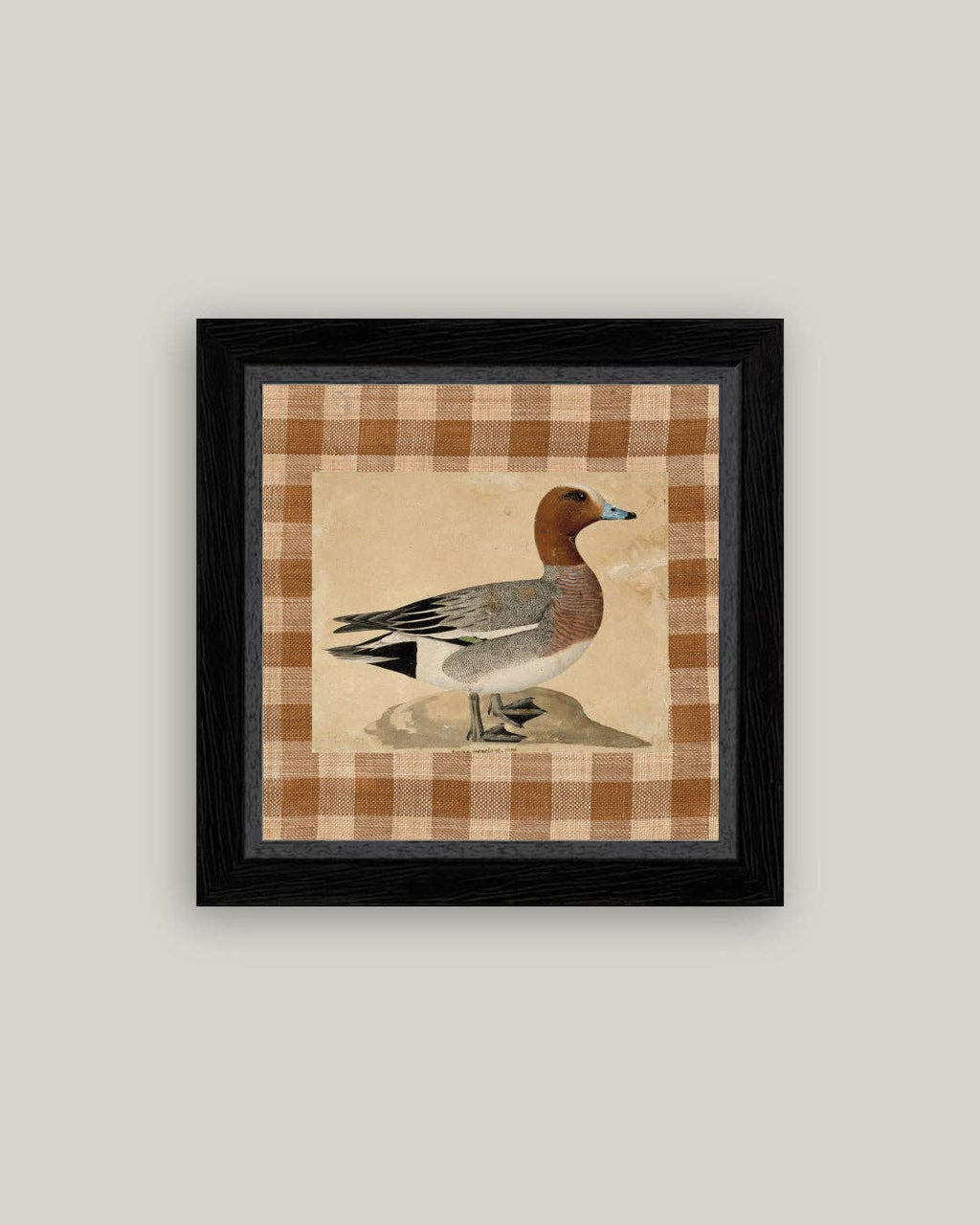 Eurasian Wigeon Framed Antique Art
