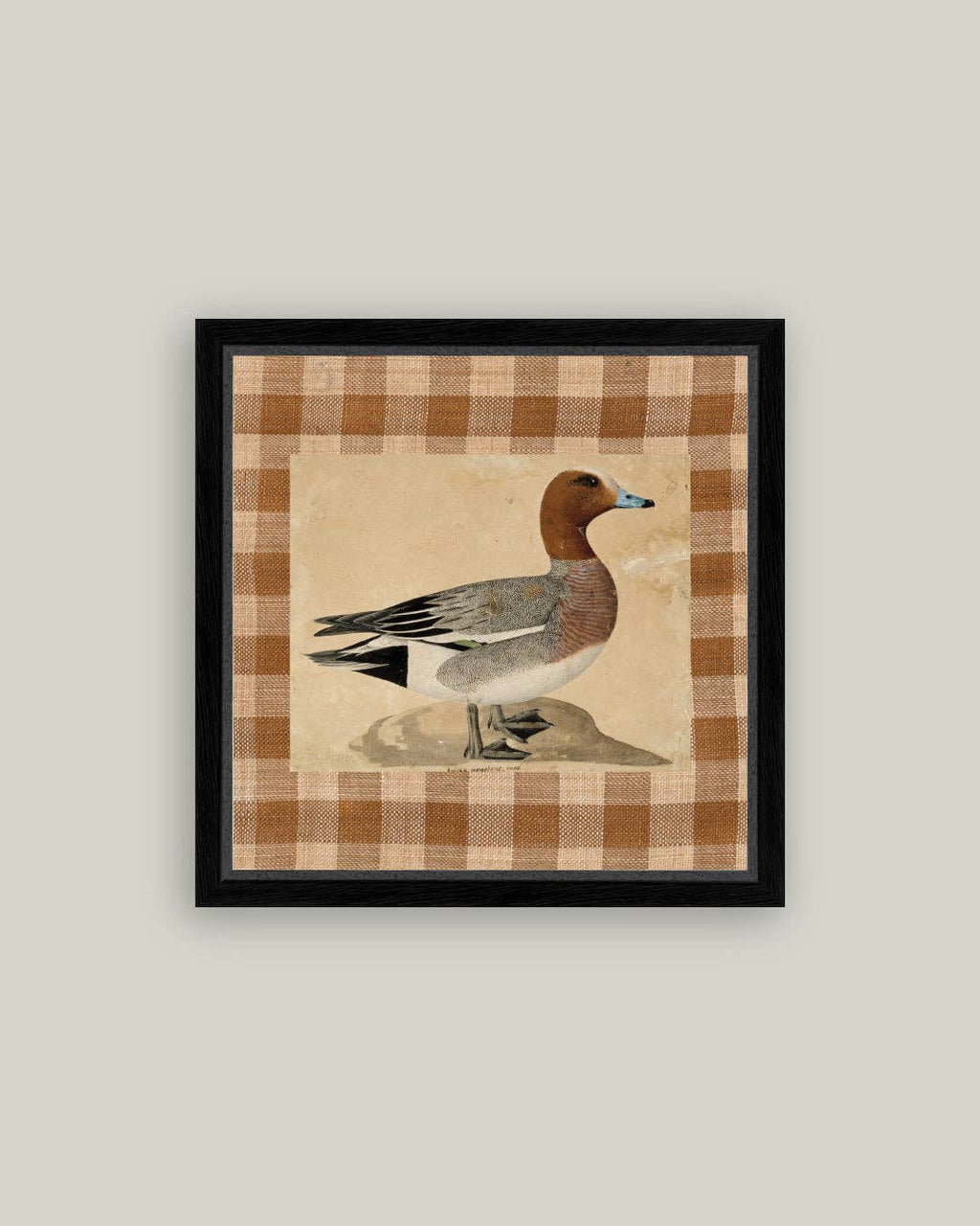 Eurasian Wigeon Framed Antique Art