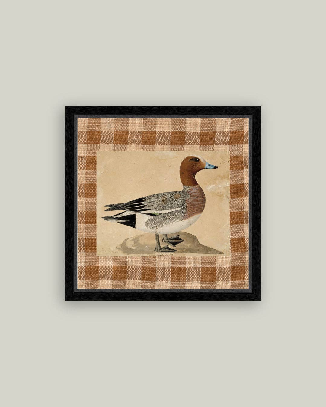 Eurasian Wigeon Framed Antique Art