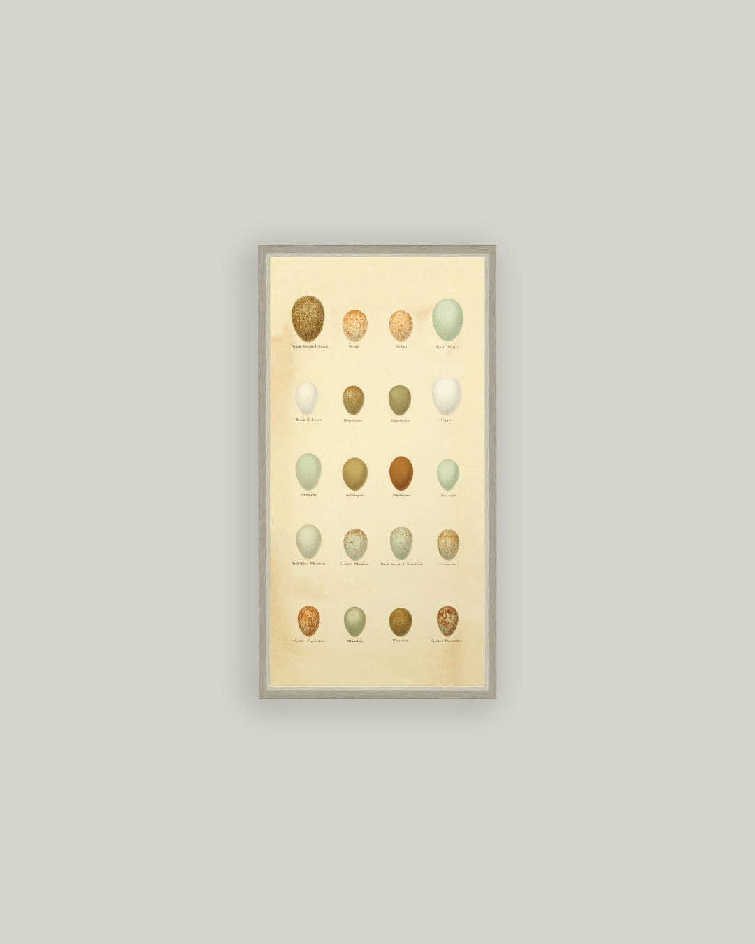 Color of Eggs Framed Antique Art